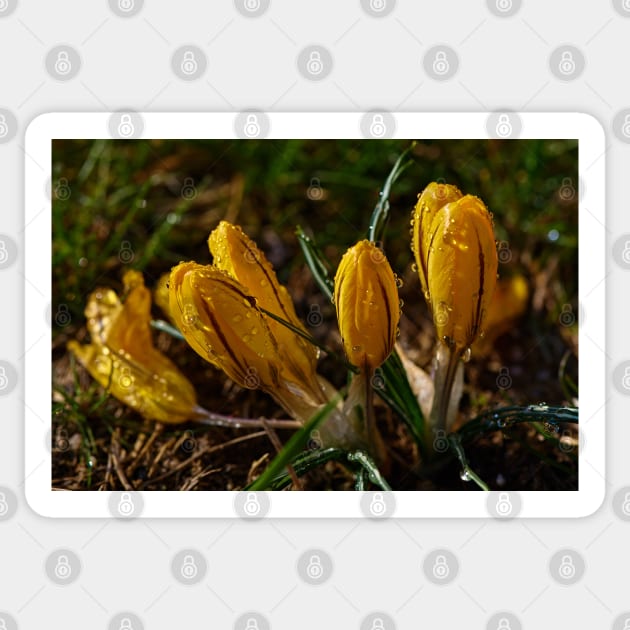 Crocuses Sticker by mbangert